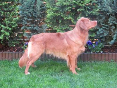 Buccaneer the High Spirits Toller