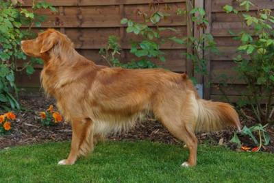 Buccaneer the High Spirits Toller