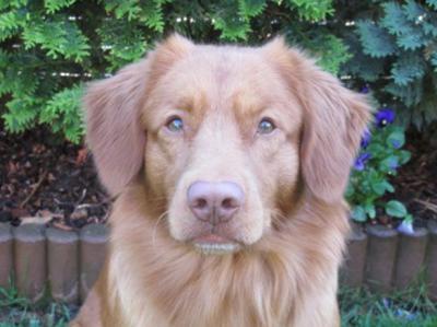 Buccaneer the High Spirits Toller