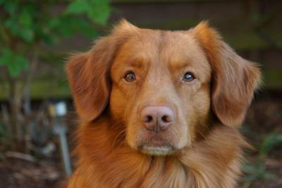 Buccaneer the High Spirits Toller