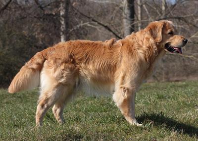 Affable orange Kalle of heroes mountain