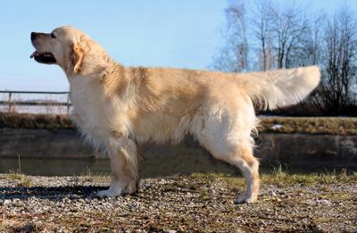 Absolutely Joyful Barney golden Pearl of Balvenie