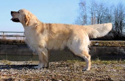 Absolutely Joyful Barney golden Pearl of Balvenie