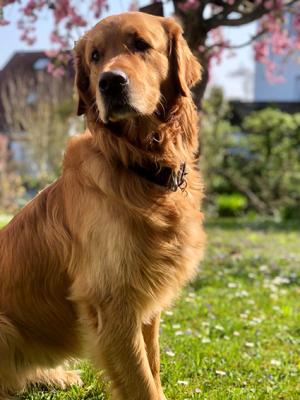 Adventure on happy Paws Evan Bo