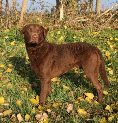 Chesdale Brown Jigger