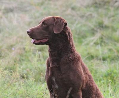 Chesdale Brown Jigger