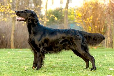Beautyfield's Earendil