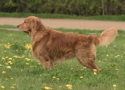 Benny Golden Power of Lindelbach
