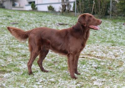 Baron Balu aus Berstadt