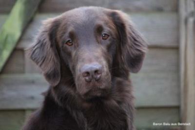 Baron Balu aus Berstadt