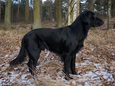 Alpha Momo vom Eisernen Berg