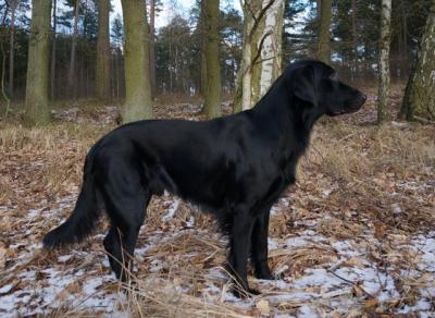 Alpha Momo vom Eisernen Berg