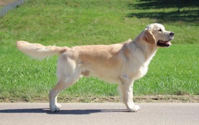Adsum Distinctus Pro Cane Bono