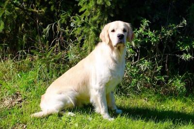 Adsum Distinctus Pro Cane Bono