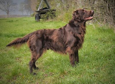 Charming Bailey Chocolate of Gwenniver