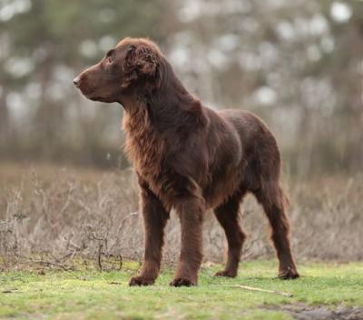 Charming Bailey Chocolate of Gwenniver