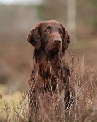 Charming Bailey Chocolate of Gwenniver