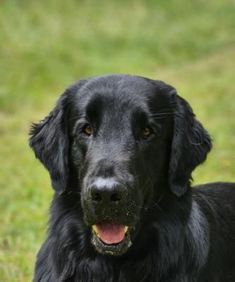 Ando Cooper von der Wichmannsburg