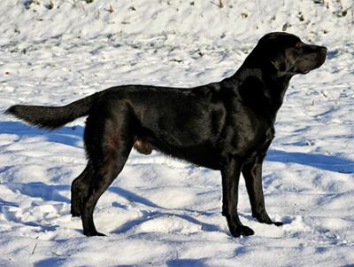 Happy Black Charly ut de Marschlannen