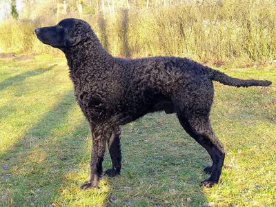 Waterfowlhunters Cooper