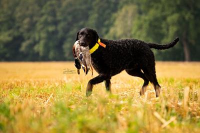 Waterfowlhunters Cooper