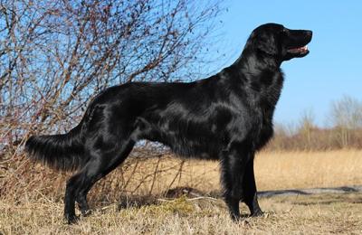 Beautiful Flat Ares