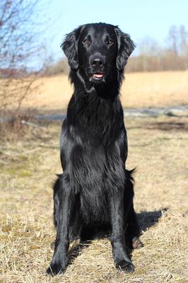 Beautiful Flat Ares
