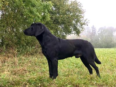 Gundog's Choice Ghost