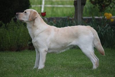 Queen Fritzi vom Nassachtal