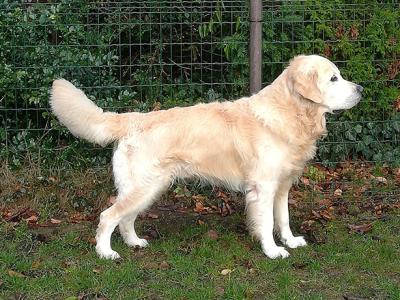 Arjen Van Auerks Golden Leevkes