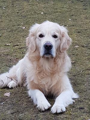 Arjen Van Auerks Golden Leevkes