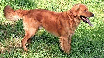 Athos vom Rohsee