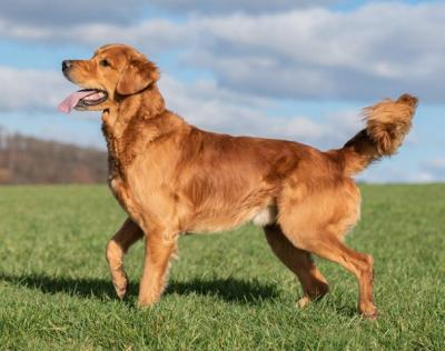 Athos vom Rohsee