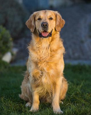 Abloom Arko of Golden Cupcakes