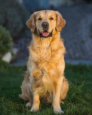 Abloom Arko of Golden Cupcakes