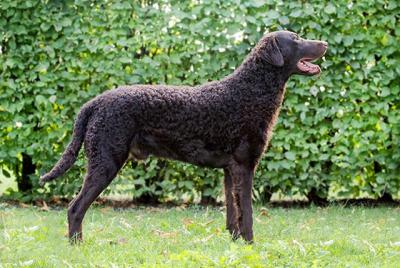 Engadin Star's Odin the Flash