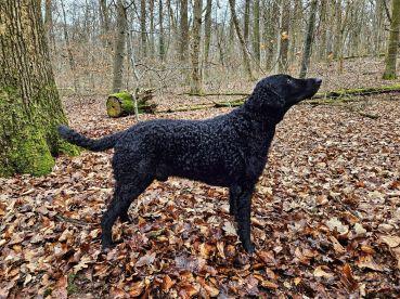 Cooper von der Bertaburg