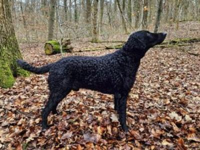 Cooper von der Bertaburg