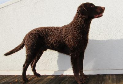 Engadin Star's Quintos The Skywalker