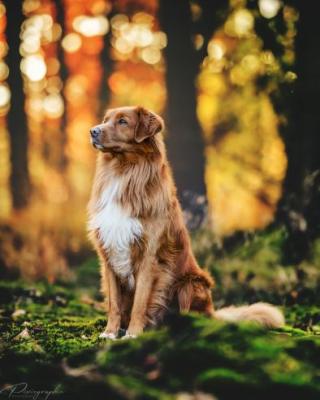 Be yourself Taavi of Sunshine Tollers