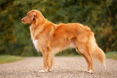Be yourself Taavi of Sunshine Tollers