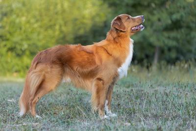 Be yourself JayJay of Sunshine Tollers