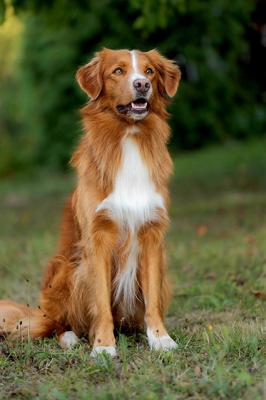 Be yourself JayJay of Sunshine Tollers