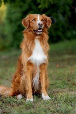 Be yourself JayJay of Sunshine Tollers