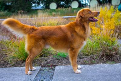 Be yourself Leo of Sunshine Tollers