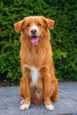 Be yourself Leo of Sunshine Tollers