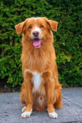 Be yourself Leo of Sunshine Tollers