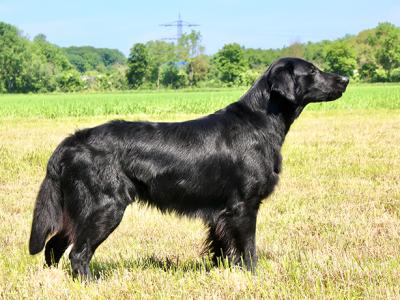 Cay'lox Irresistible Onyx Robin