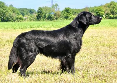 Cay'lox Irresistible Onyx Robin