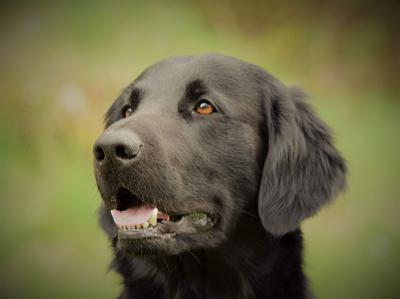 Charming Koda under Bavarian Sky
